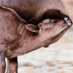 Sosialisasi Kesehatan Lansia oleh Dinas Kesehatan Kabupaten Boalemo